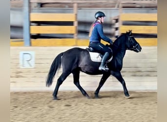 Hucul, Gelding, 4 years, 14,2 hh, Black