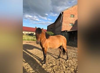 Hucul, Gelding, 4 years, 14.2 hh, Brown