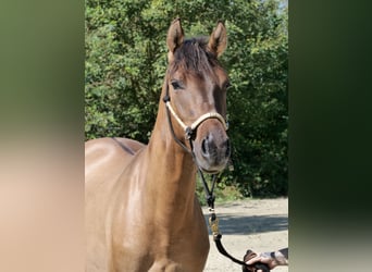 Hucul Mix, Gelding, 4 years, 14,3 hh, Dun