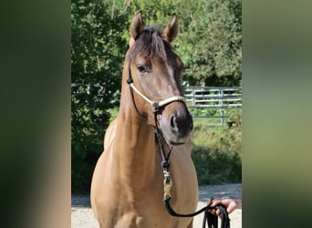 Hucul Mix, Gelding, 4 years, 14,3 hh, Dun