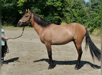 Hucul Mix, Gelding, 4 years, 14,3 hh, Dun