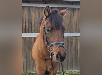 Hucul, Gelding, 4 years, 14 hh, Brown