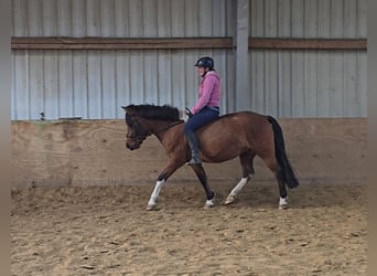 Hucul, Gelding, 4 years, 14 hh, Brown