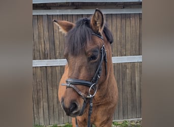 Hucul, Gelding, 4 years, 14 hh, Brown