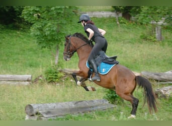 Hucul, Gelding, 4 years, 14 hh, Dun