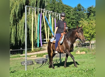 Hucul, Gelding, 4 years, 14,1 hh, Bay-Dark