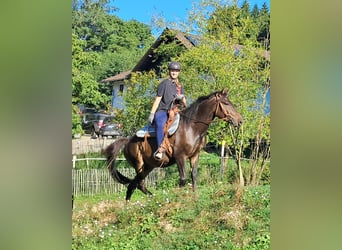 Hucul, Gelding, 4 years, 14,1 hh, Bay-Dark