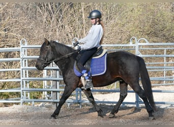 Hucul, Gelding, 4 years, 14,1 hh, Smoky-Black