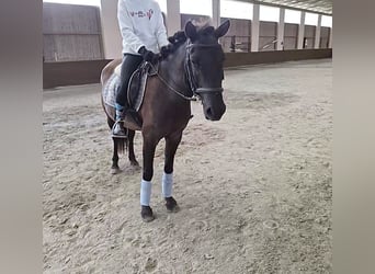 Hucul, Gelding, 5 years, 13.1 hh, Bay-Dark