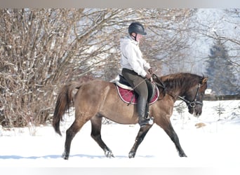 Hucul, Gelding, 5 years, 13,3 hh, Dun