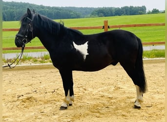 Hucul, Gelding, 5 years, 13,1 hh, Pinto