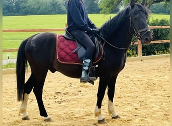 Hucul, Gelding, 5 years, 13,1 hh, Pinto