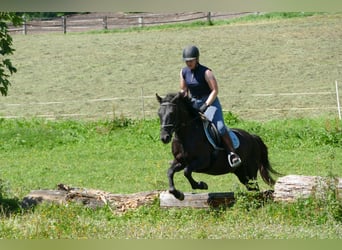Hucul, Gelding, 5 years, 14.1 hh, Black