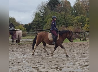 Hucul, Gelding, 5 years, 14,1 hh, Brown