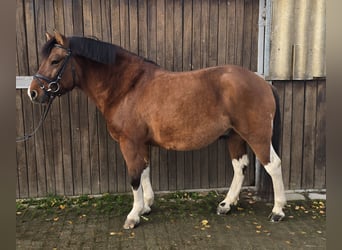 Hucul, Gelding, 5 years, 14,1 hh, Brown