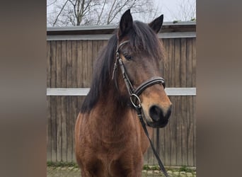 Hucul, Gelding, 5 years, 14,1 hh, Brown