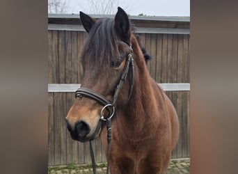 Hucul, Gelding, 5 years, 14,1 hh, Brown