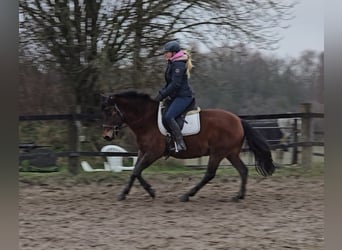 Hucul, Gelding, 5 years, 14,1 hh, Brown