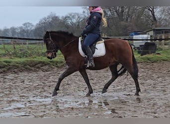 Hucul, Gelding, 5 years, 14,1 hh, Brown