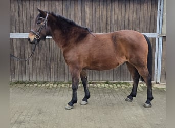 Hucul, Gelding, 5 years, 14,1 hh, Brown