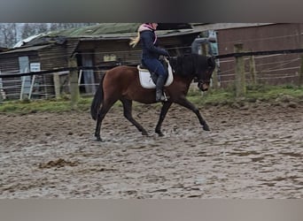 Hucul, Gelding, 5 years, 14,1 hh, Brown