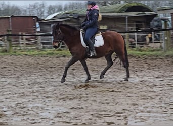 Hucul, Gelding, 5 years, 14,1 hh, Brown