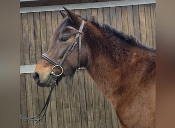 Hucul, Gelding, 5 years, 14,1 hh, Brown