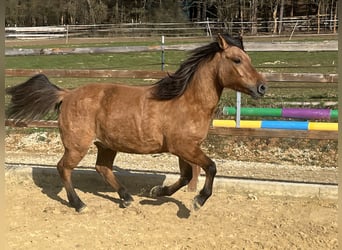Hucul, Gelding, 5 years, 14.1 hh, Brown