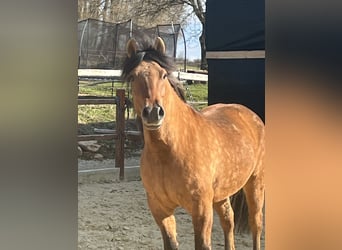 Hucul, Gelding, 5 years, 14.1 hh, Brown