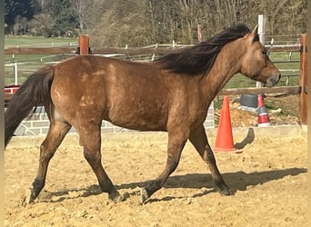 Hucul, Gelding, 5 years, 14.1 hh, Brown