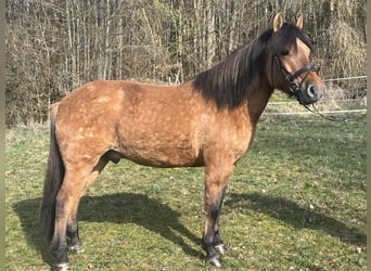 Hucul, Gelding, 5 years, 14.1 hh, Brown