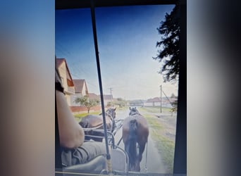 Hucul Mix, Gelding, 5 years, 14.2 hh, Brown