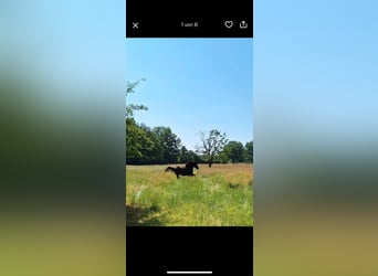 Hucul, Gelding, 5 years, 14 hh, Black