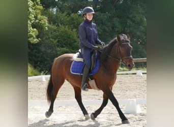 Hucul Mix, Gelding, 5 years, 14,2 hh, Brown