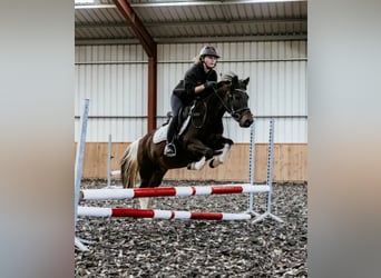 Hucul, Gelding, 6 years, 13,1 hh, Pinto