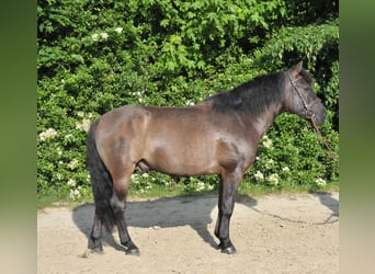 Hucul, Gelding, 6 years, 14.1 hh, Dun