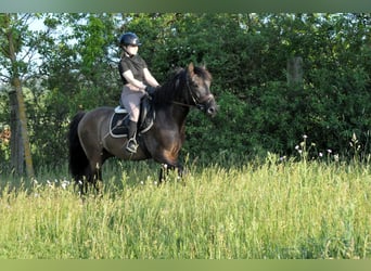 Hucul, Gelding, 6 years, 14.1 hh, Dun