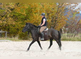 Hucul, Gelding, 6 years, 14.2 hh, Black