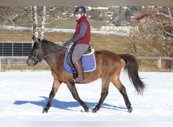 Hucul, Gelding, 6 years, 14 hh, Dun