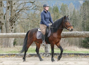 Hucul, Gelding, 6 years, 14,1 hh, Dun