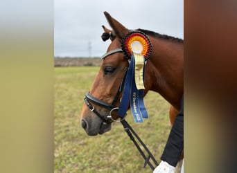 Hucul, Gelding, 7 years, 13,2 hh, Pinto