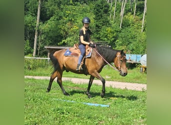 Hucul, Gelding, 7 years, 14.1 hh, Brown