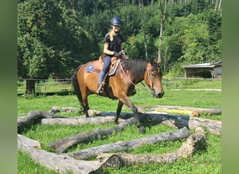 Hucul, Gelding, 7 years, 14.1 hh, Brown