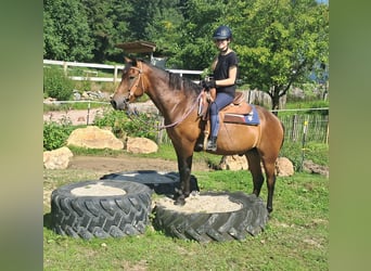 Hucul, Gelding, 7 years, 14,1 hh, Brown