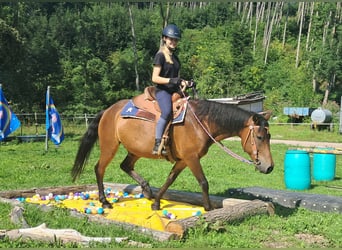 Hucul, Gelding, 7 years, 14,1 hh, Brown