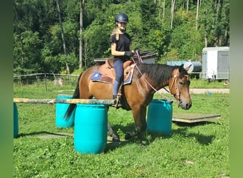 Hucul, Gelding, 7 years, 14,1 hh, Brown