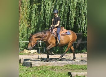 Hucul, Gelding, 7 years, 14,1 hh, Brown