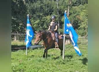 Hucul, Gelding, 7 years, 14,1 hh, Brown
