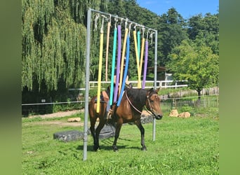 Hucul, Gelding, 7 years, 14,1 hh, Brown