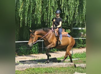 Hucul, Gelding, 7 years, 14,1 hh, Brown